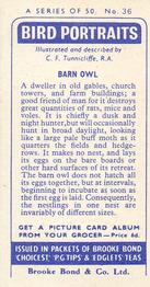 1957 Brooke Bond Bird Portraits  - Without Address #36 Barn Owl Back