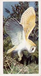 1957 Brooke Bond Bird Portraits  - Without Address #36 Barn Owl Front