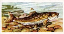 1960 Brooke Bond Freshwater Fish #2 Gudgeon Front