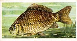 1960 Brooke Bond Freshwater Fish #4 Crucian Carp Front