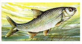 1960 Brooke Bond Freshwater Fish #7 Dace Front