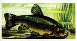 1960 Brooke Bond Freshwater Fish #15 Tench Front