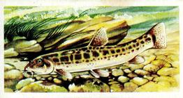 1960 Brooke Bond Freshwater Fish #17 Stone Loach Front