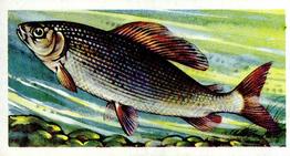 1960 Brooke Bond Freshwater Fish #22 Grayling Front