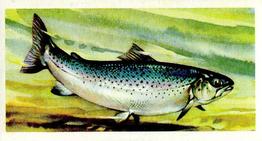 1960 Brooke Bond Freshwater Fish #23 Sea Trout Front