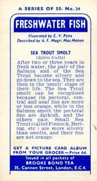 1960 Brooke Bond Freshwater Fish #24 Sea Trout Smolt Back