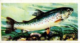 1960 Brooke Bond Freshwater Fish #24 Sea Trout Smolt Front