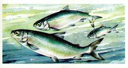 1960 Brooke Bond Freshwater Fish #29 Powan Front