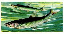 1960 Brooke Bond Freshwater Fish #30 Smelt Front