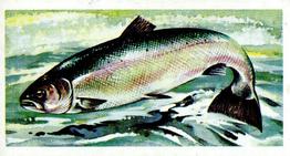 1960 Brooke Bond Freshwater Fish #31 Salmon Front