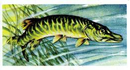 1960 Brooke Bond Freshwater Fish #34 Pike Front