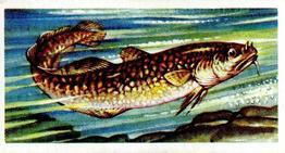 1960 Brooke Bond Freshwater Fish #37 Burbot Front