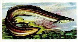 1960 Brooke Bond Freshwater Fish #40 Silver Eel Front