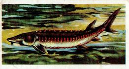 1960 Brooke Bond Freshwater Fish #44 Sturgeon Front