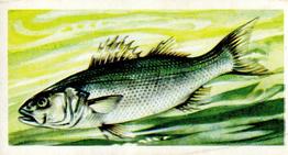 1960 Brooke Bond Freshwater Fish #48 Bass Front