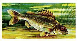 1960 Brooke Bond Freshwater Fish #49 Ruff Front
