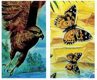 1994 Brooke Bond Going Wild (Double Cards) #3-4 Golden Eagle / Painted Lady Butterfly Front