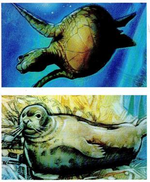 1994 Brooke Bond Going Wild (Double Cards) #5-6 Mediterranean Monk Seal / Loggerhead Turtle Front