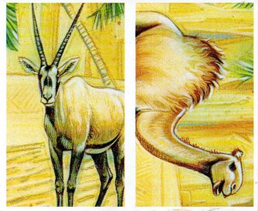 1994 Brooke Bond Going Wild (Double Cards) #9-10 Arabian Oryx / Camel (Dromedary) Front
