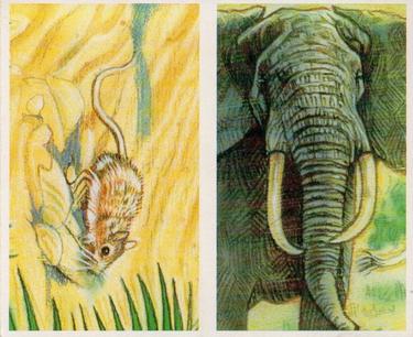 1994 Brooke Bond Going Wild (Double Cards) #11-12 Wagner's Gerbil / African Elephant Front
