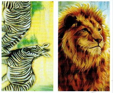1994 Brooke Bond Going Wild (Double Cards) #13-14 Grevy's Zebra / Lion Front