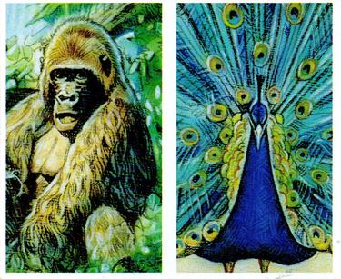 1994 Brooke Bond Going Wild (Double Cards) #15-16 Mountain Gorilla / Blue Peafowl Front