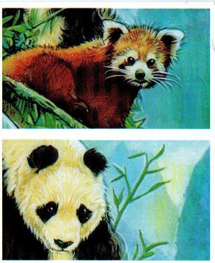 1994 Brooke Bond Going Wild (Double Cards) #19-20 Giant Panda / Red Panda Front