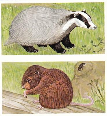 1990 Brooke Bond A Journey Downstream (Double Cards) #10-11 The Badger / Water Vole Front