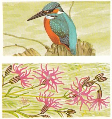 1990 Brooke Bond A Journey Downstream (Double Cards) #12-13 The Kingfisher / Ragged Robin Front
