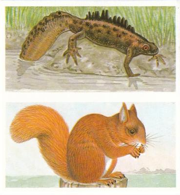 1990 Brooke Bond A Journey Downstream (Double Cards) #16-17 Great Crested Newt / Red Squirrel Front
