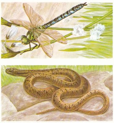 1990 Brooke Bond A Journey Downstream (Double Cards) #18-19 Emperor Dragonfly / Smooth Snake Front