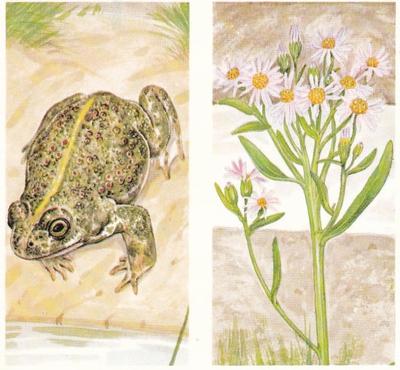 1990 Brooke Bond A Journey Downstream (Double Cards) #20-21 Natterjack Toad / Sea Aster Front