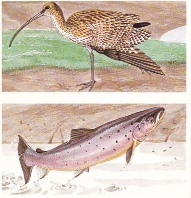 1990 Brooke Bond A Journey Downstream (Double Cards) #22-23 The Curlew / Salmon Front