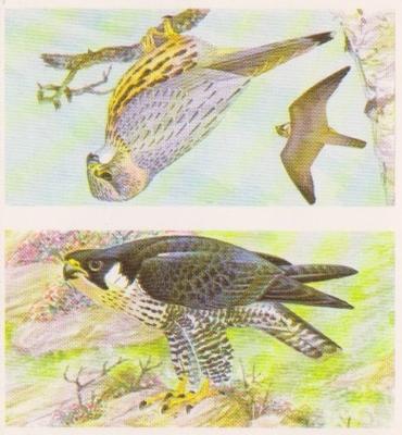 1990 Brooke Bond A Journey Downstream (Double Cards) #1-2 The Peregrin Falcon / The Merlin Front