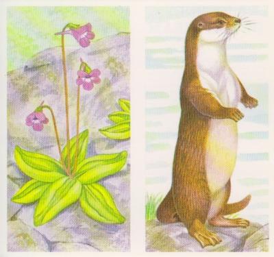 1990 Brooke Bond A Journey Downstream (Double Cards) #5-6 Common Butterwort / The Otter Front