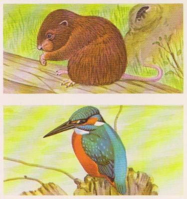 1990 Brooke Bond A Journey Downstream (Double Cards) #11-12 Water Vole / The Kingfisher Front
