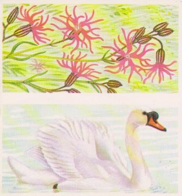 1990 Brooke Bond A Journey Downstream (Double Cards) #13-14 Ragged Robin / Mute Swan Front