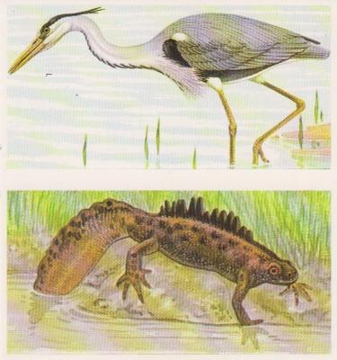 1990 Brooke Bond A Journey Downstream (Double Cards) #15-16 Heron / Great Crested Newt Front