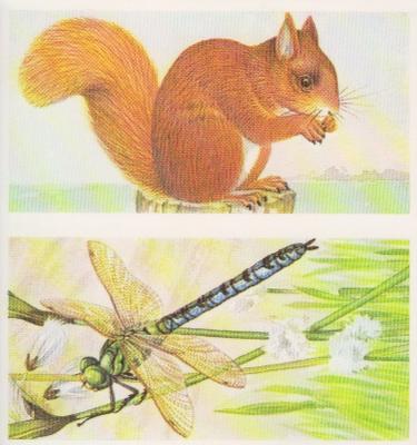 1990 Brooke Bond A Journey Downstream (Double Cards) #17-18 Red Squirrel / Emperor Dragonfly Front