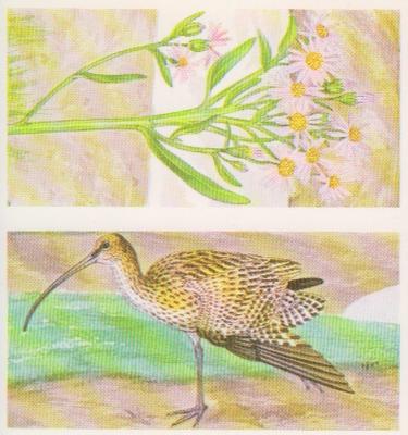 1990 Brooke Bond A Journey Downstream (Double Cards) #21-22 Sea Aster / The Curlew Front