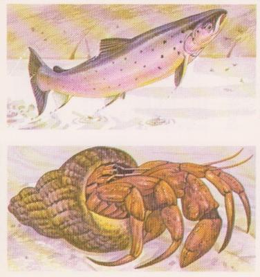 1990 Brooke Bond A Journey Downstream (Double Cards) #23-24 Salmon / Hermit Crab Front