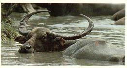 1992 Brooke Bond Natural Neighbours #8 Water Buffalo Front