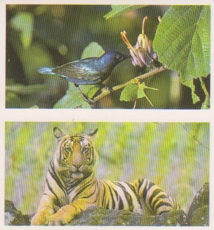 1992 Brooke Bond Natural Neighbours (Double Cards) #1-2 Purple Sun Bird / Tiger Front