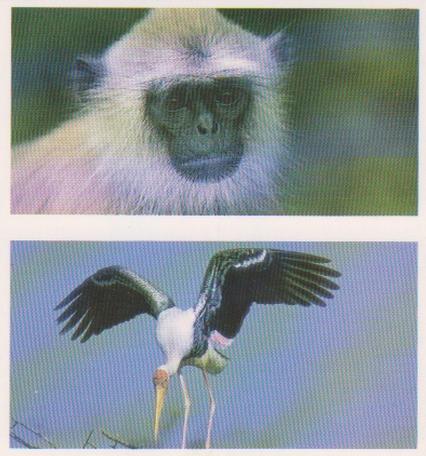 1992 Brooke Bond Natural Neighbours (Double Cards) #3-4 Langur Monkey / Painted Sork Front