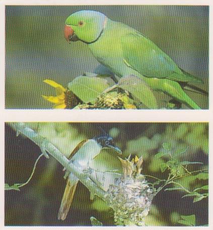 1992 Brooke Bond Natural Neighbours (Double Cards) #5-6 Rose Ringed Parakeet / Paradise Flycatcher Front
