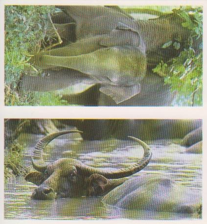 1992 Brooke Bond Natural Neighbours (Double Cards) #7-8 Asian Elephant / Water Buffalo Front