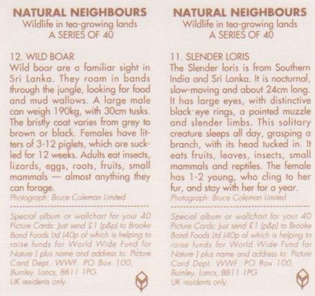 1992 Brooke Bond Natural Neighbours (Double Cards) #11-12 Slender Loris / Wild Boar Back