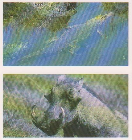 1992 Brooke Bond Natural Neighbours (Double Cards) #15-16 Crocodile / Warthog Front