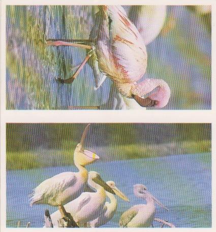 1992 Brooke Bond Natural Neighbours (Double Cards) #19-20 Flamingo / Pelican Front