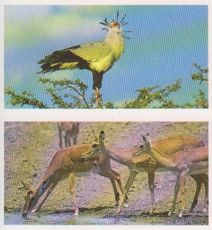 1992 Brooke Bond Natural Neighbours (Double Cards) #21-22 Secretary Bird / Impala Front